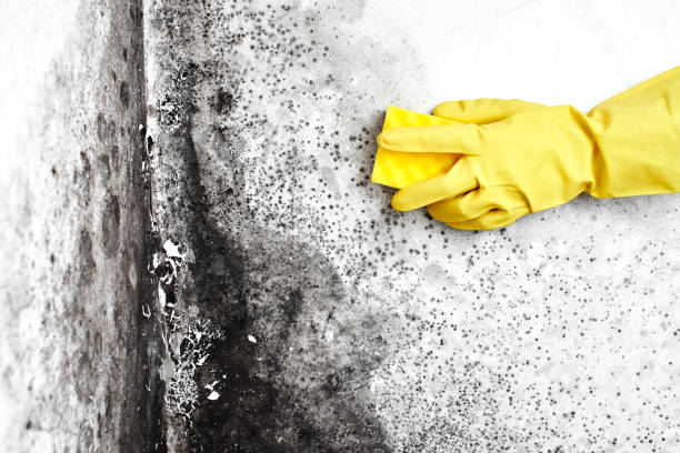 Best Local Mold Removal Service  in Burlington, ND