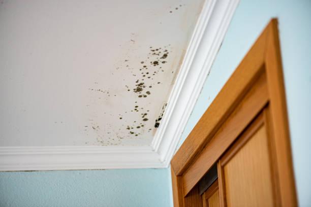 Best Attic Mold Removal  in Burlington, ND