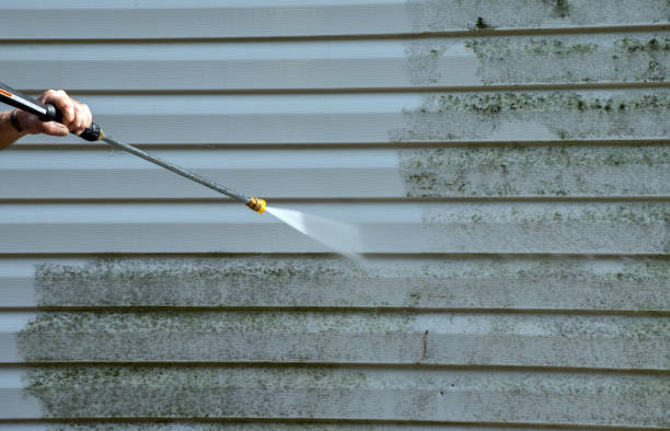 Best Toxic Mold Removal  in Burlington, ND