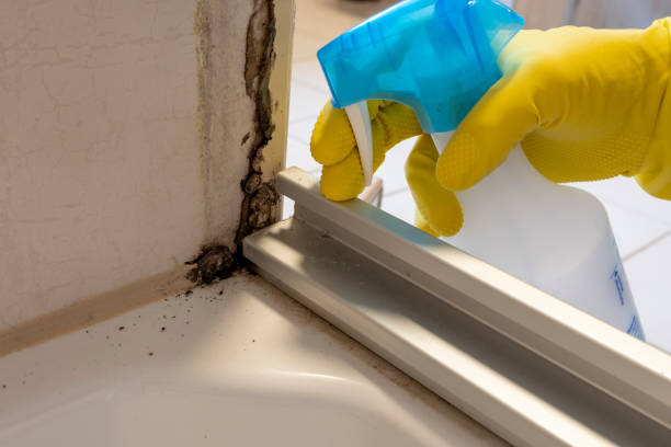 Best Home Mold Removal  in Burlington, ND