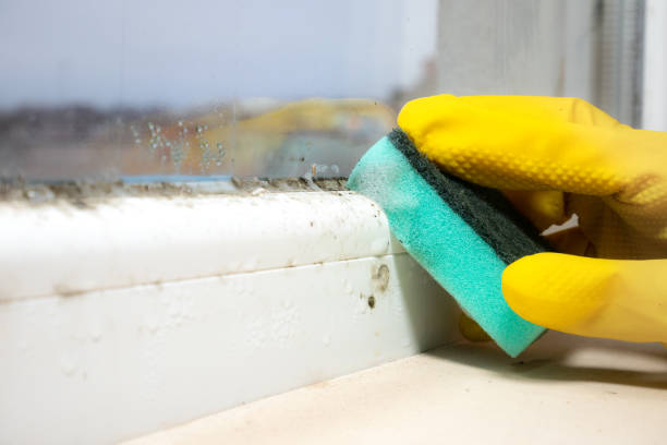 Best Mold Removal Company Near Me  in Burlington, ND