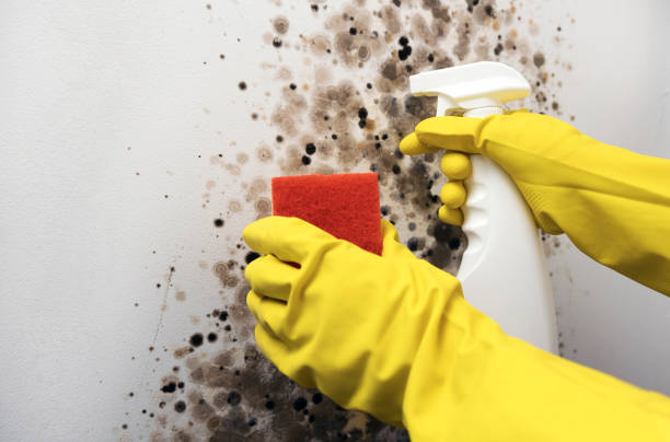Mold Removal Process in Burlington, ND