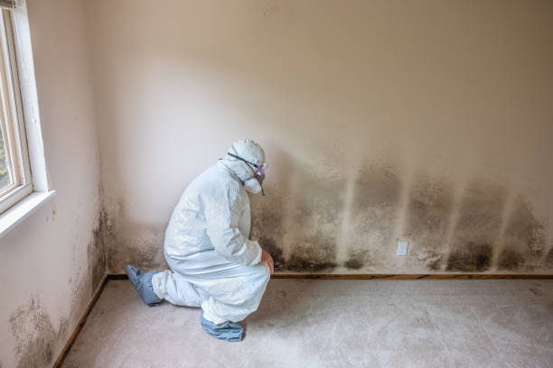 Best Fast Mold Removal  in Burlington, ND