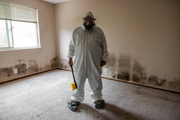 Attic Mold Removal in Burlington, ND