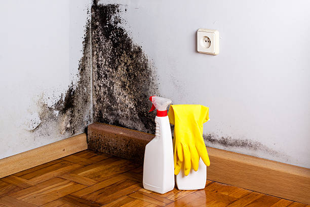 Best Commercial Mold Removal  in Burlington, ND