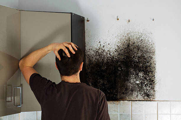 Best Mold Remediation  in Burlington, ND