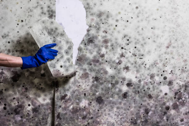 Best Mold Removal and Inspection  in Burlington, ND