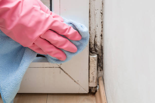 Mold Removal and Inspection in Burlington, ND